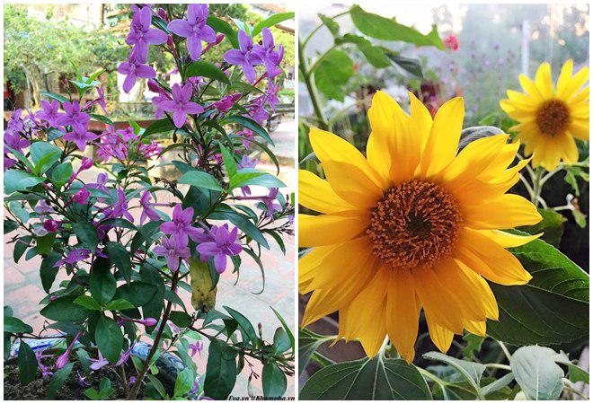 chon di ve binh yen ngap tran hoa trai ai cung mo cua nguoi phu nu ha noi da tai - 18