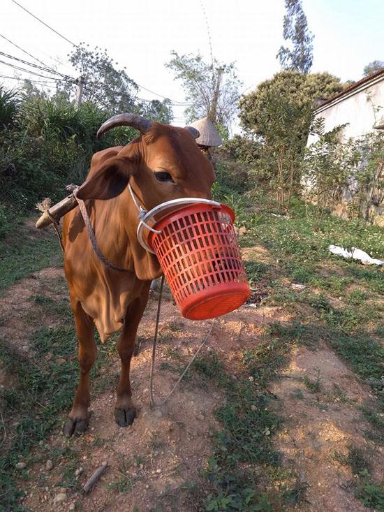 Cười ngất với muôn kiểu bảo vệ vườn rau amp;#34;có một không haiamp;#34; của các bác nông dân vui tính - 3