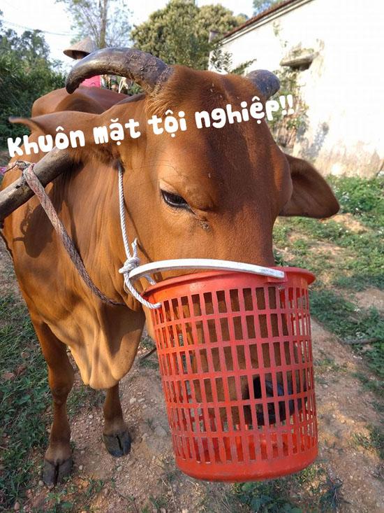 Cười ngất với muôn kiểu bảo vệ vườn rau amp;#34;có một không haiamp;#34; của các bác nông dân vui tính - 2