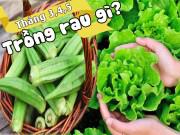 Nhà đẹp - Tháng 3,4,5: Trồng rau gì vừa hợp mùa vừa có rau ăn "đã miệng" từ xuân sang hè
