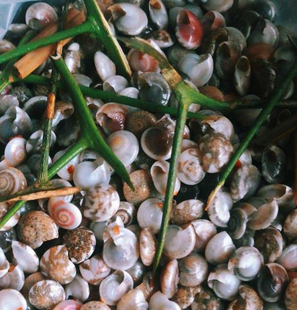 Tháng 3 mùa ốc ruốc, dân mạng nô nức khoe ảnh nhể ốc, ai nhìn cũng thèm - 4