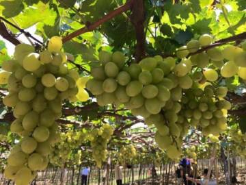 "Đã mắt" với vườn nho chín lúc lỉu ở Ninh Thuận