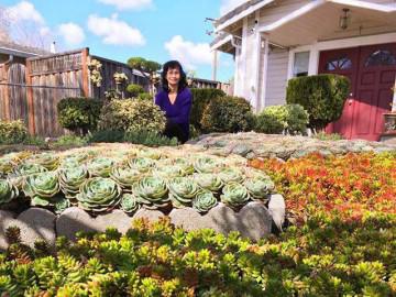 Vườn hoa sen đá hàng nghìn cây đáng ngưỡng mộ của mẹ Việt sau 7 năm trồng hoa xứ người