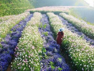 Cánh đồng hoa mới toanh ở Đà Lạt đẹp 'ngất ngây' đốn tim giới trẻ