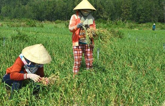 Đang chính vụ thu hoạch, tỏi nơi khác vẫn amp;#34;tuồnamp;#34; về đảo tỏi Lý Sơn - 1
