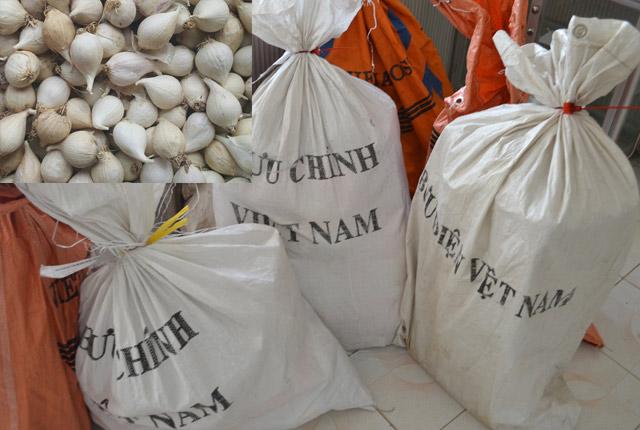 Đang chính vụ thu hoạch, tỏi nơi khác vẫn amp;#34;tuồnamp;#34; về đảo tỏi Lý Sơn - 2