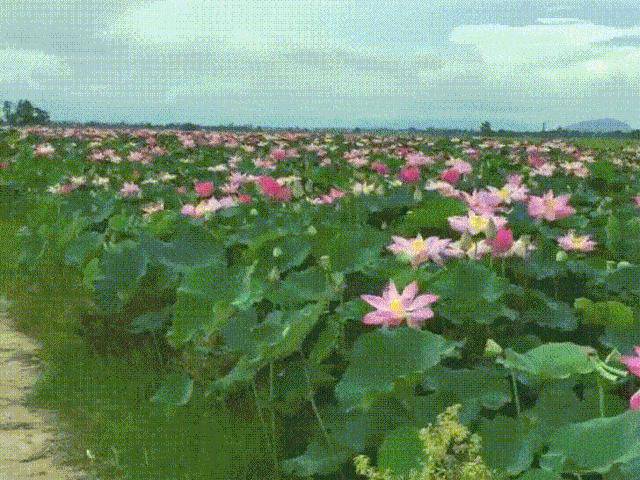 Ngắm trăm cách cắm hoa sen đẹp rạng ngời của anh chị em Việt