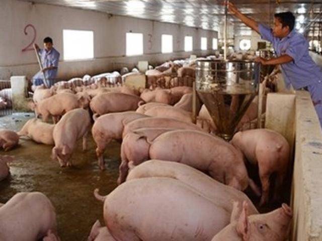 Giá thịt lợn lại giảm mạnh, hộ chăn nuôi đồng loạt treo chuồng