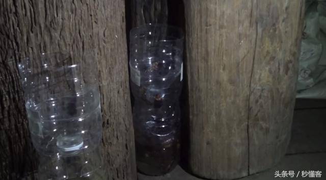 Cách người Thái diệt trăm con gián chỉ với một chai nhựa khiến cả thế giới muốn học theo - 4