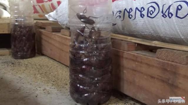 Cách người Thái diệt trăm con gián chỉ với một chai nhựa khiến cả thế giới muốn học theo - 5