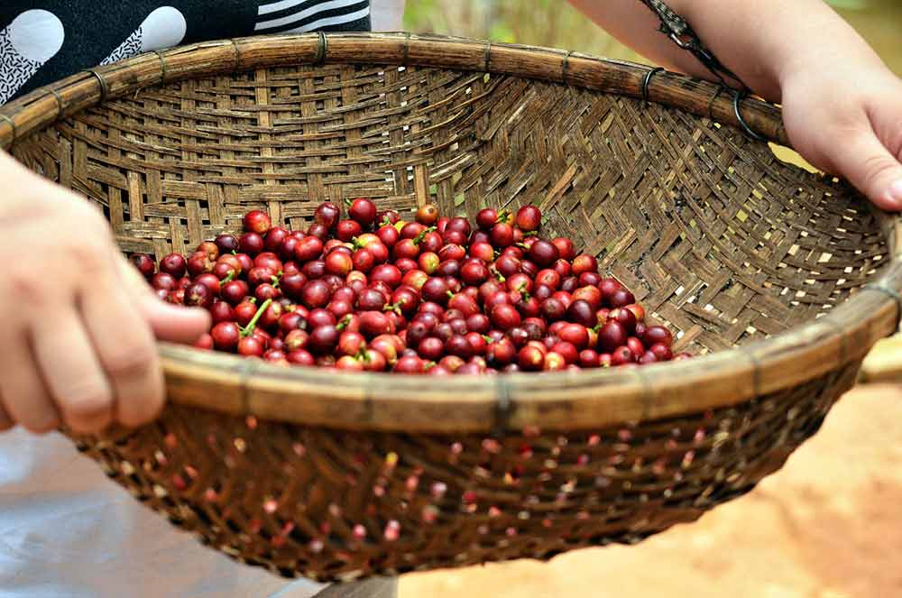 Giá nông sản hôm nay 30/3: Khủng hoảng amp;#34;vàng đenamp;#34; chưa hết, giá tiêu, cà phê đồng loạt giảm - 1
