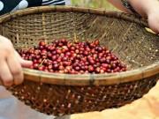 Tiêu dùng - Giá nông sản hôm nay 30/3: Khủng hoảng "vàng đen" chưa hết, giá tiêu, cà phê đồng loạt giảm
