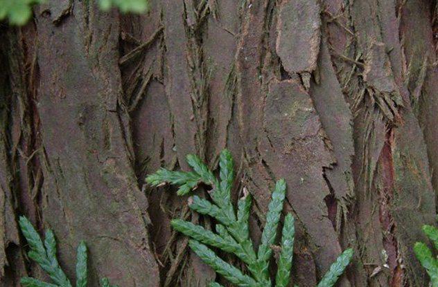 Thật không thể tin phụ nữ thời xưa phải đối phó với kinh nguyệt theo những cách amp;#34;oái oămamp;#34; này - 4