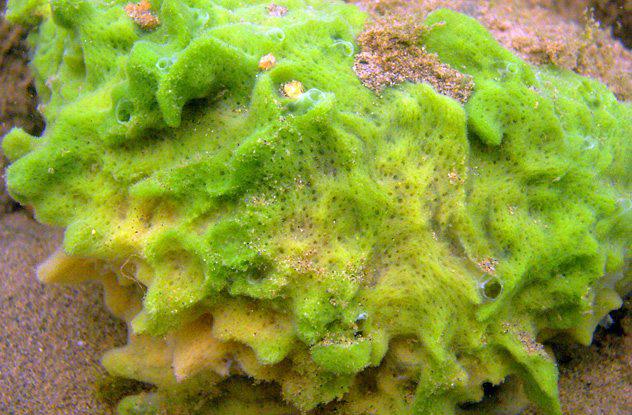 Thật không thể tin phụ nữ thời xưa phải đối phó với kinh nguyệt theo những cách amp;#34;oái oămamp;#34; này - 5