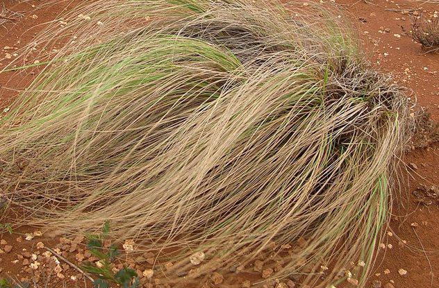 Thật không thể tin phụ nữ thời xưa phải đối phó với kinh nguyệt theo những cách amp;#34;oái oămamp;#34; này - 6