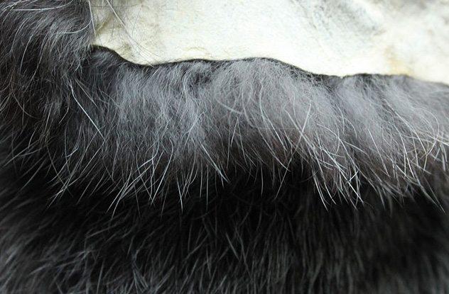 Thật không thể tin phụ nữ thời xưa phải đối phó với kinh nguyệt theo những cách amp;#34;oái oămamp;#34; này - 8