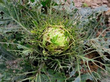 Đăng ảnh hỏi rau nhiều sâu có sạch không, chàng trai "ngã ngửa" khi nghe dân mạng trả lời