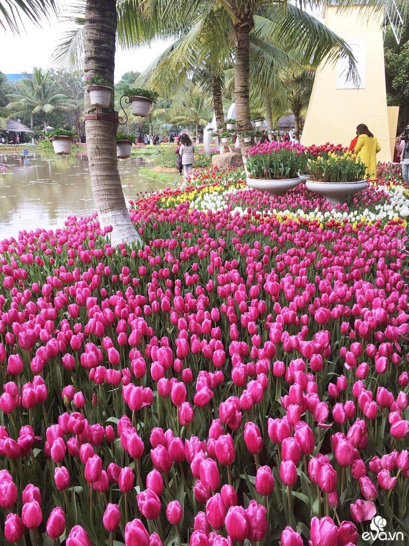 Không cần đến Hà Lan, người dân Hà Nội, Hưng Yên và các tỉnh giáp ranh vẫn có dịp được ngắm vườn hoa tulip đẹp mê mẩn khi đến đây.
