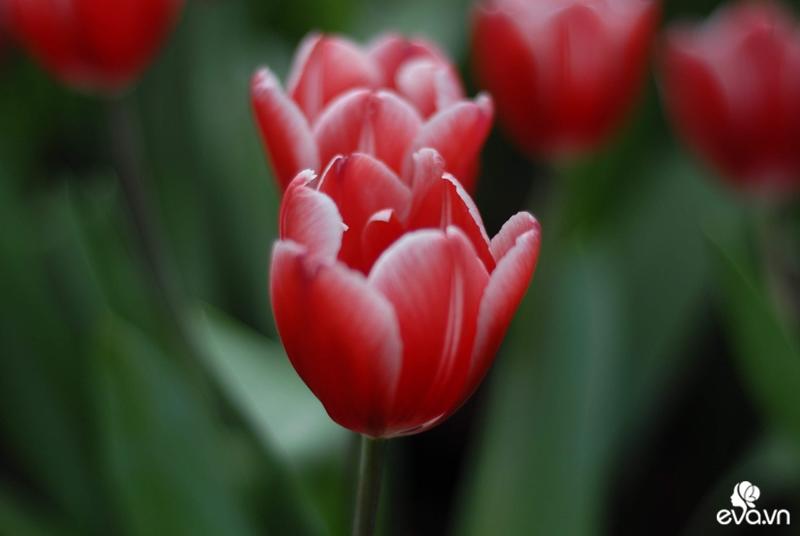 Hoa Tulip - niềm tự hào của người dân Hà Lan, tượng trưng cho sự nổi tiếng, giàu có và tình yêu hoàn hảo.
