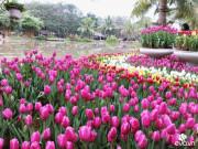 Xem ăn chơi - ẢNH ĐẸP: Tin được không, thiên đường hoa tulip hàng vạn bông nở rực rỡ ngay ngoại ô Hà Nội