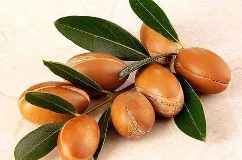 Trái cây này thường được gọi là “vàng lỏng”, bởi 1000ml tinh dầu từ quả hạch Morocco có giá 1400 USD (tương đương 32 triệu đồng). Những phụ nữ sành điệu và giàu có thường sử dụng loại tinh dầu này để làm đẹp, dù giá của chúng cực đắt.
