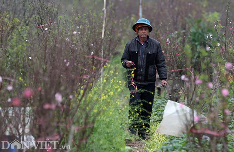 Ông Tuấn, một người trồng đào cho biết, đào năm nay đẹp hơn mọi năm. "Chúng tôi hy vọng đào được giá, để nông dân đỡ khổ", ông nói thêm.
