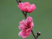 Xem ăn chơi - ẢNH: Đào nở sớm những ngày đầu năm mới ở làng hoa Nhật Tân