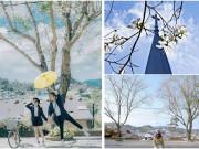 Xem ăn chơi - Tháng 1 hoa ban đã nở trắng trời, Đà Lạt đẹp tựa như một "bản tình ca trắng"