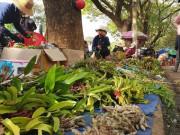 Tin tức - Chợ lan rừng nhộn nhịp "đón Tết", người dân đổ xô tận diệt loài hoa quý