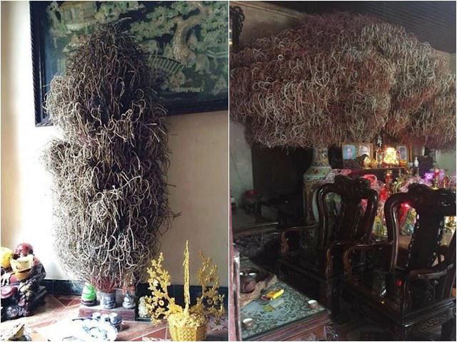 Bát hương cổ thụ ai nhìn cũng khen tốt phước, chuyên gia phong thủy thốt lên: Nhầm to