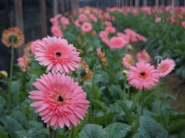 Lạc vào cánh đồng hoa đẹp nhất Hà Nội dịp Tết Nguyên đán