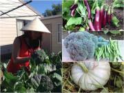 Nhà đẹp - Mẹ Việt ở New Zealand 'mát tay' phủ xanh khu vườn 500m2 rau quả xanh mơn mởn