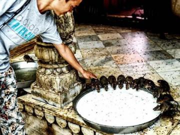 Duy nhất ở quốc gia này chuột được xem như thần thánh, được cung phụng hết mức