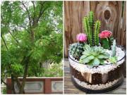 Nhà đẹp - 7 loại cây xui xẻo tuyệt đối không trồng trong vườn nhà kẻo dính ‘âm khí’