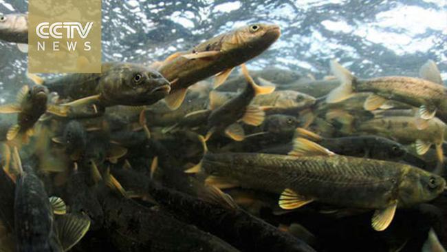 Mua cá về mổ còn quay clip khoe MXH, đôi vợ chồng hí hửng ăn thì cảnh sát gõ cửa - 2