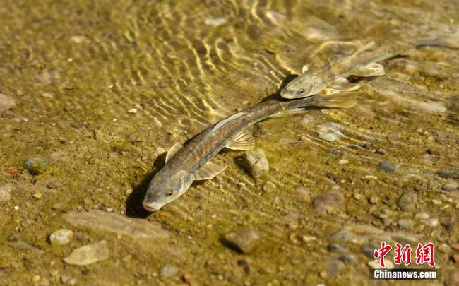 Mua cá về mổ còn quay clip khoe MXH, đôi vợ chồng hí hửng ăn thì cảnh sát gõ cửa - 3