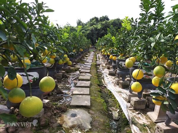 lam cay tet 2019 trong vuon &#34;co mo&#34;, lao nong bat ngo kiem tien ty - 1