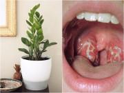 Nhà đẹp - Sự thật về loại cây cảnh ‘hút tiền’ nhưng chứa chất kịch độc nhà nào cũng chưng