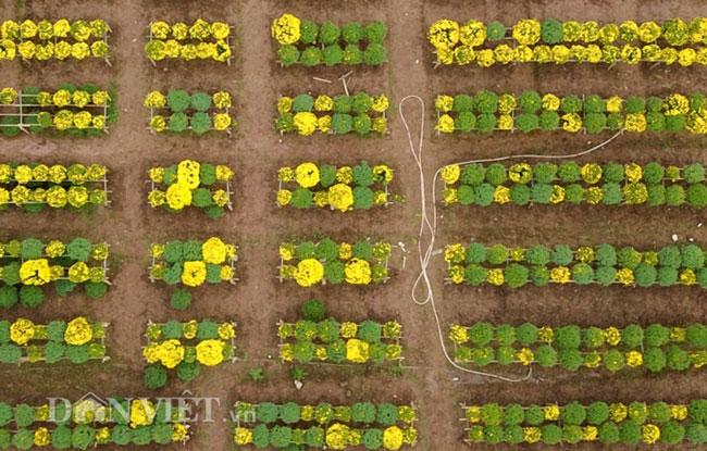 Mê mẩn cánh đồng hoa cúc Sa Đéc giữa lòng Hà Nội - 1