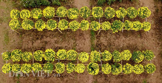 Mê mẩn cánh đồng hoa cúc Sa Đéc giữa lòng Hà Nội - 10