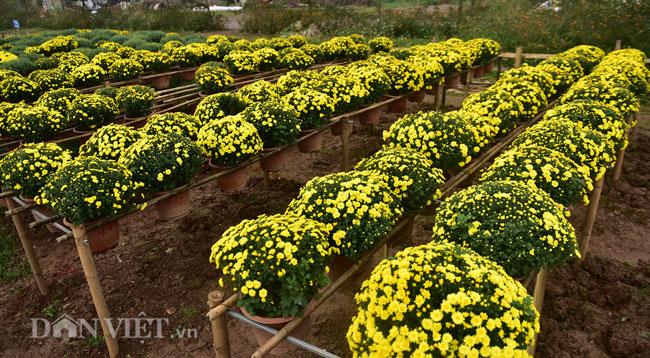 Mê mẩn cánh đồng hoa cúc Sa Đéc giữa lòng Hà Nội - 2