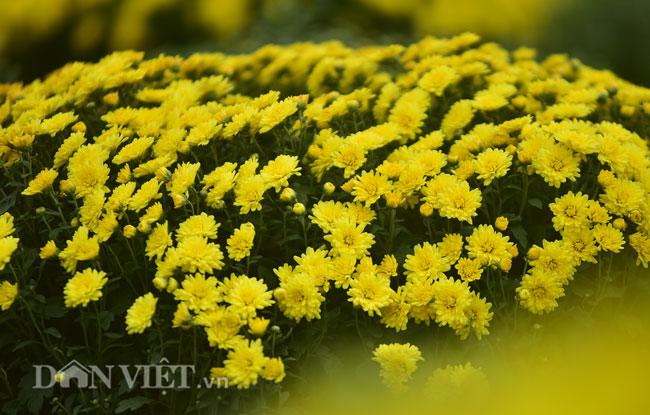 Mê mẩn cánh đồng hoa cúc Sa Đéc giữa lòng Hà Nội - 3