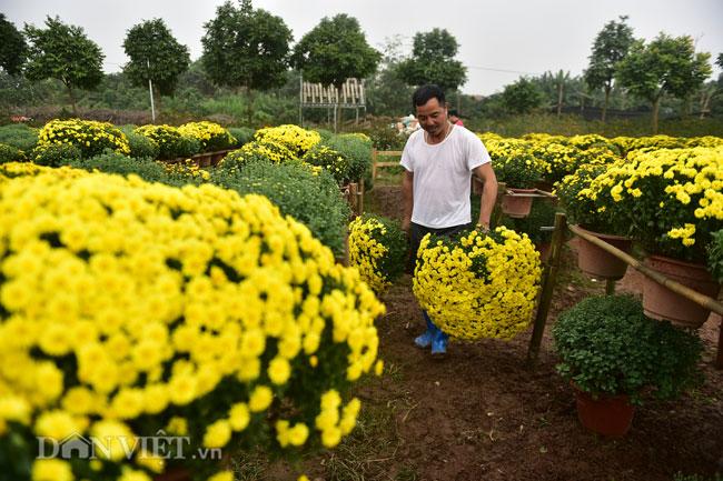 Mê mẩn cánh đồng hoa cúc Sa Đéc giữa lòng Hà Nội - 4