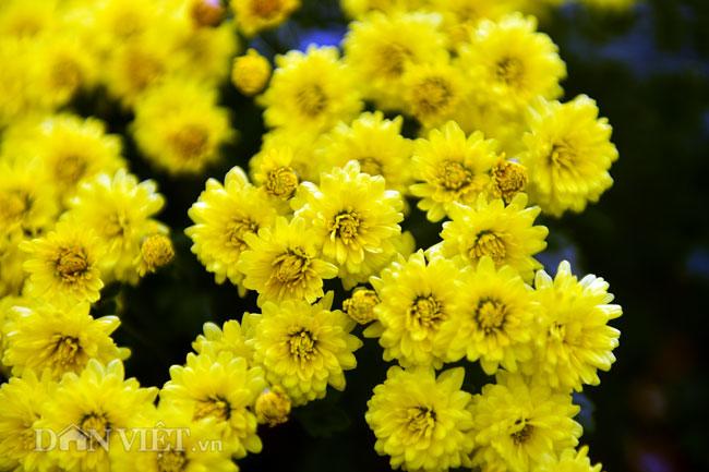 Mê mẩn cánh đồng hoa cúc Sa Đéc giữa lòng Hà Nội - 5