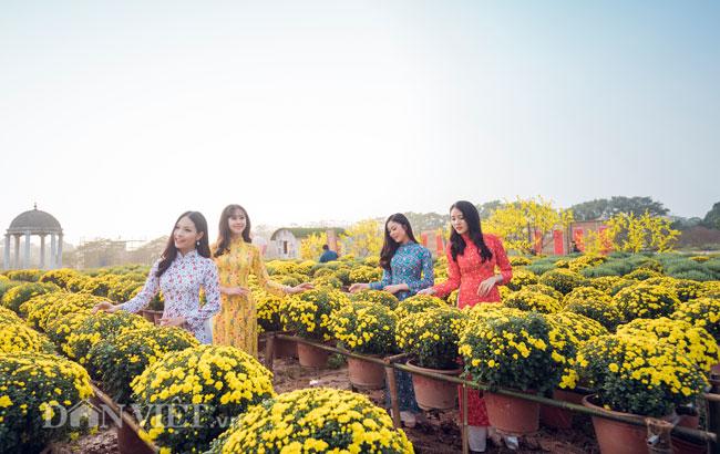 Mê mẩn cánh đồng hoa cúc Sa Đéc giữa lòng Hà Nội - 6