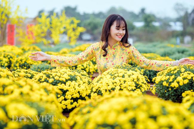 Mê mẩn cánh đồng hoa cúc Sa Đéc giữa lòng Hà Nội - 7