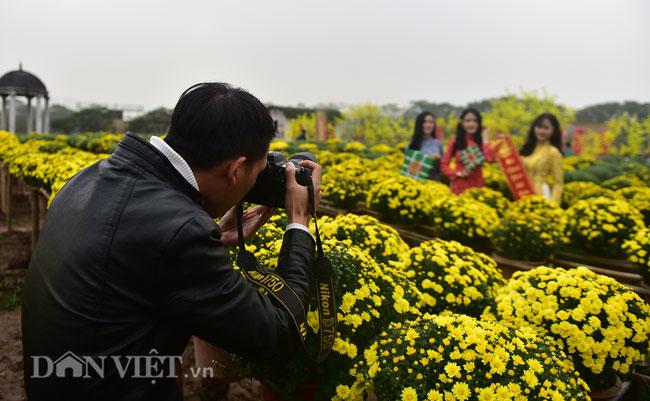 Mê mẩn cánh đồng hoa cúc Sa Đéc giữa lòng Hà Nội - 8