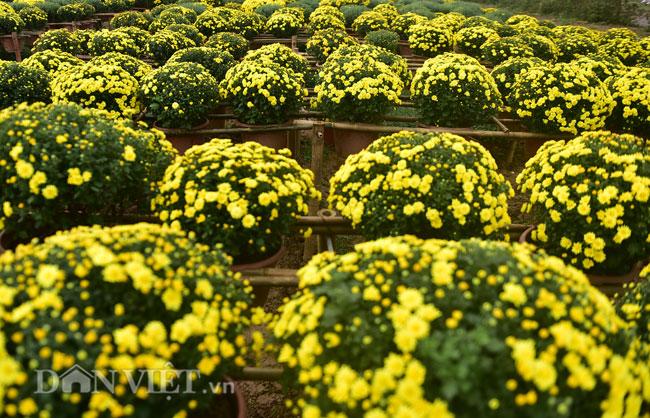 Mê mẩn cánh đồng hoa cúc Sa Đéc giữa lòng Hà Nội - 9