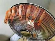 Ngon-bổ-rẻ - Trời lạnh, sinh viên nướng tôm bằng quạt sưởi trong ký túc, dân mạng "Học làm gì, mau mở quán!"