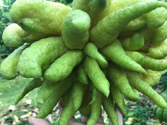 Thu hàng tỷ đồng nhờ loại quả bán “không bao giờ sợ ế” - 10